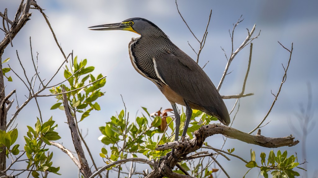 Bare-throated Tiger-Heron