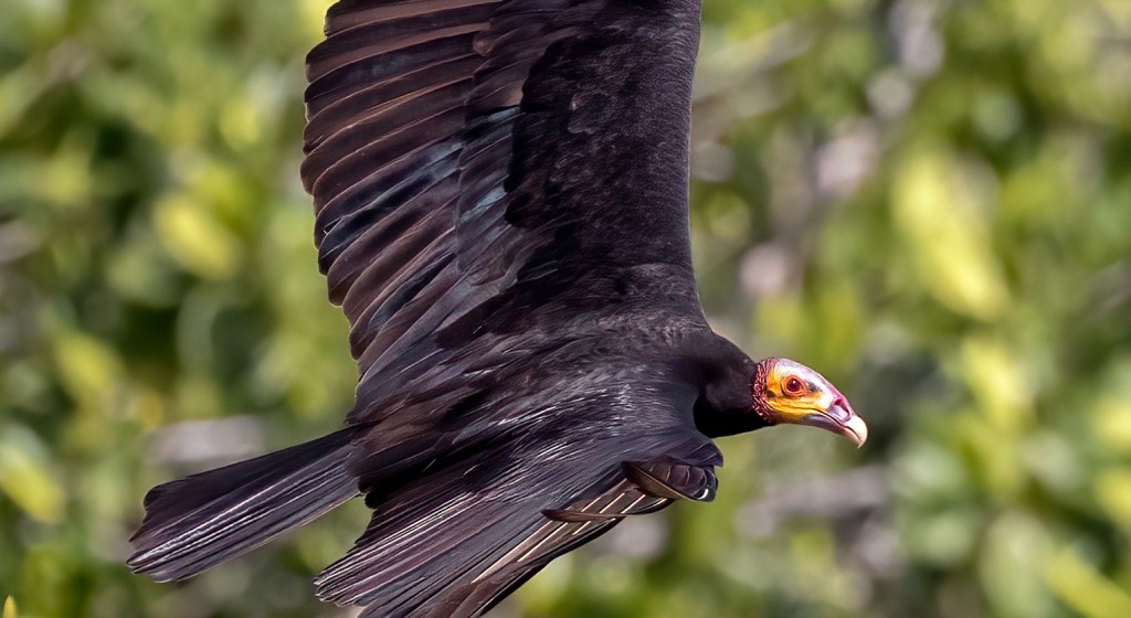 Lesser Yellow-headed Vulture