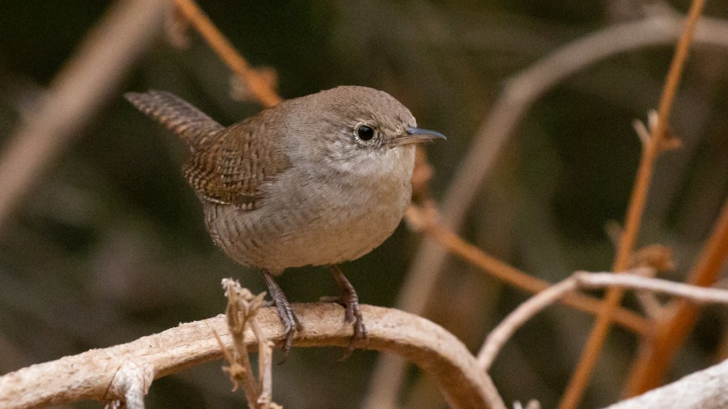 Common Valley Wrens