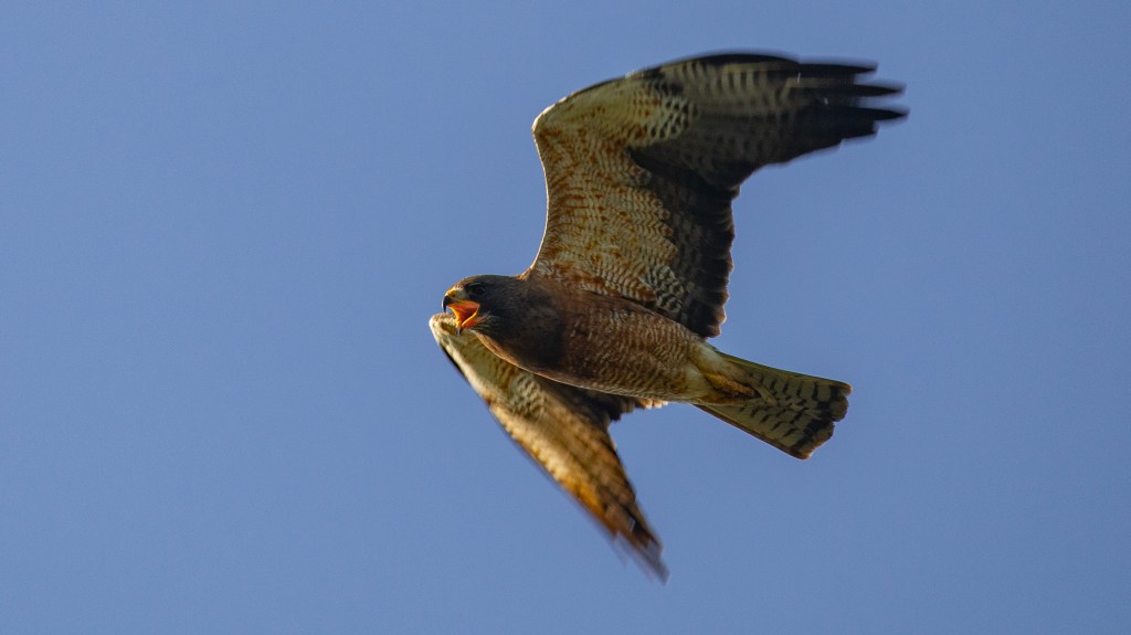 Swainson’s Hawk