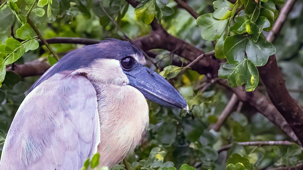 Boat-billed Heron