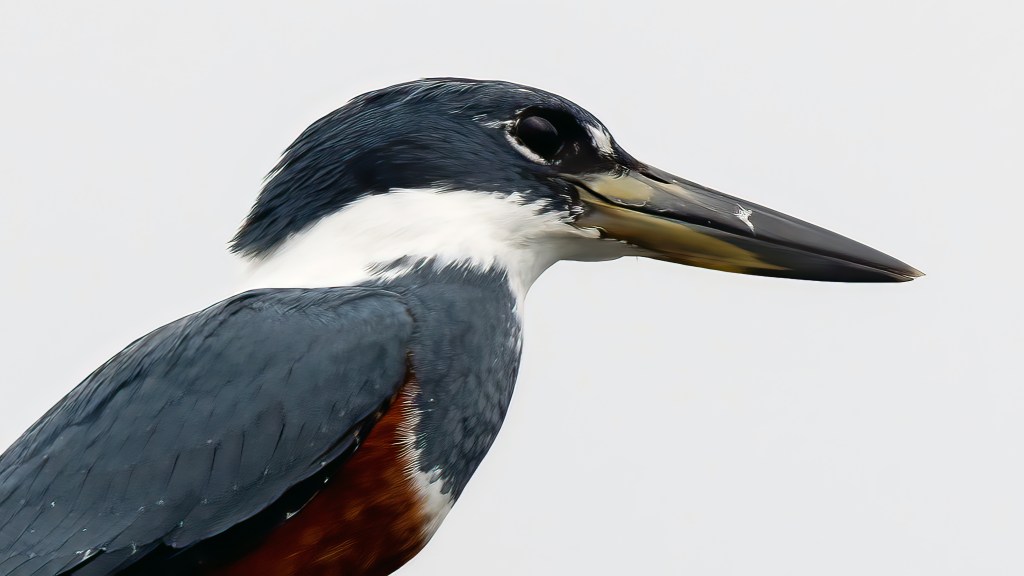 Ringed Kingfisher