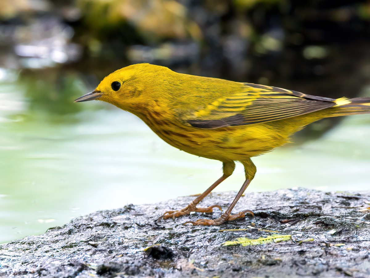 Two Warblers and a&nbsp;Vireo