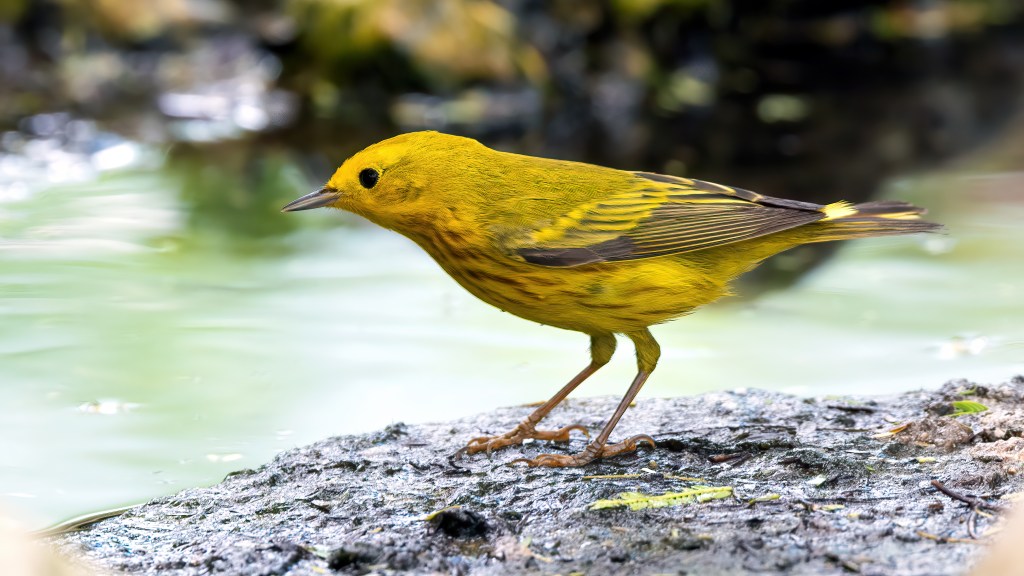 Two Warblers and a&nbsp;Vireo