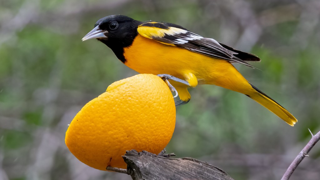 Baltimore Oriole