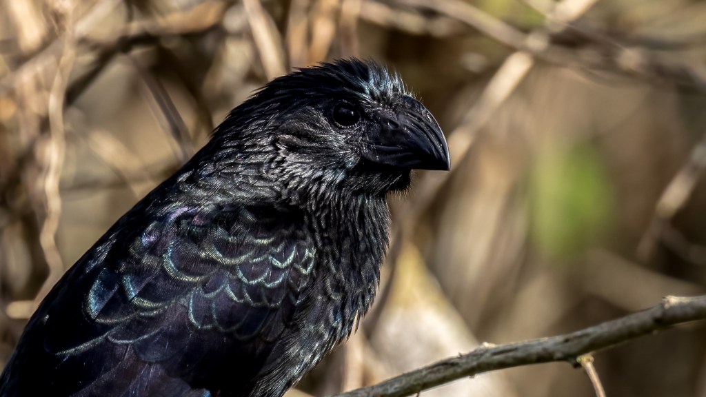 Groove-billed Ani