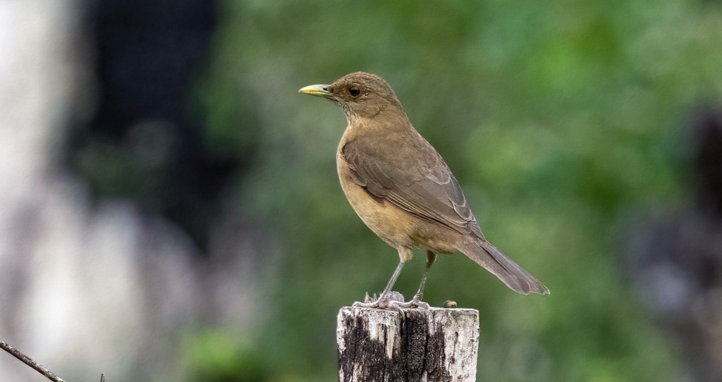 Clay-colored Thrush