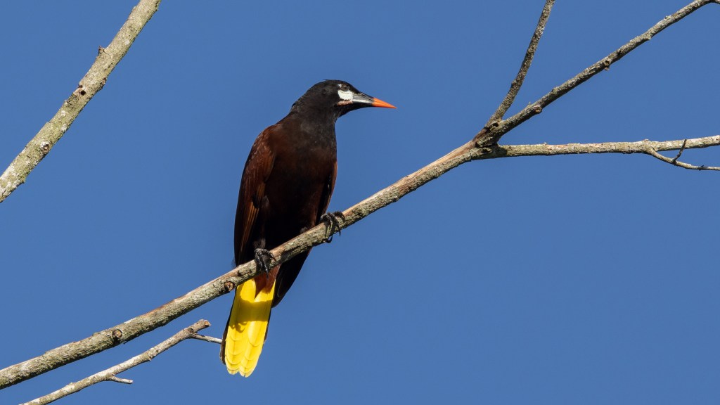 Montezuma Oropendola