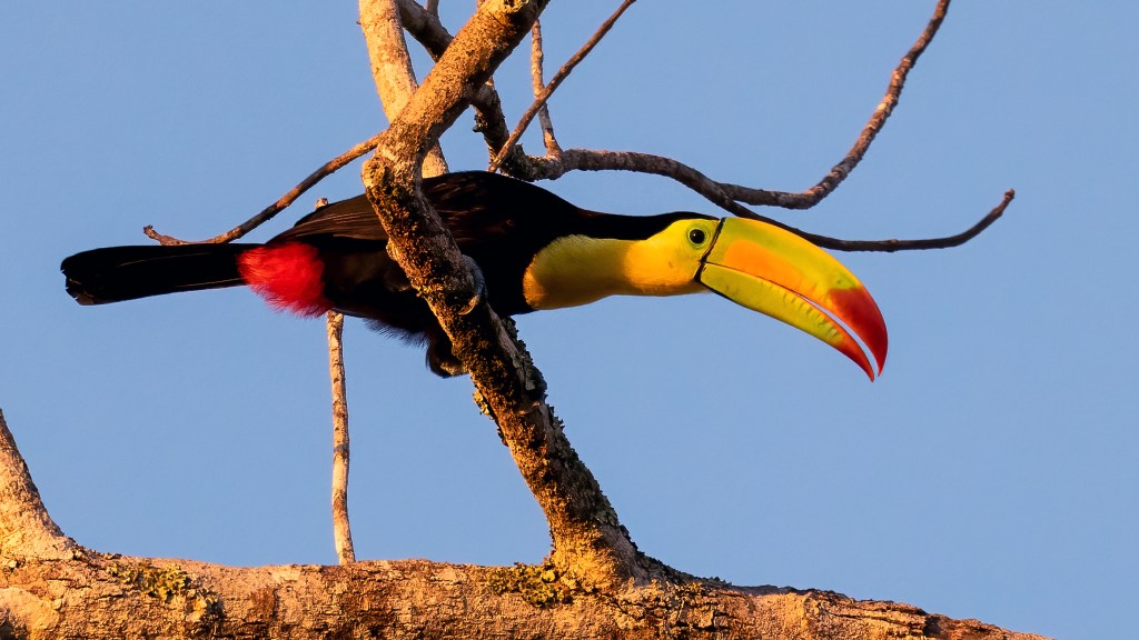 Keel-billed Toucan