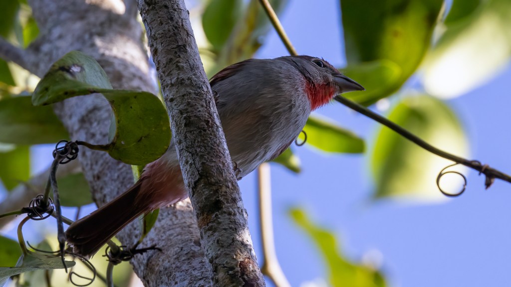 Rose-throated Tanager