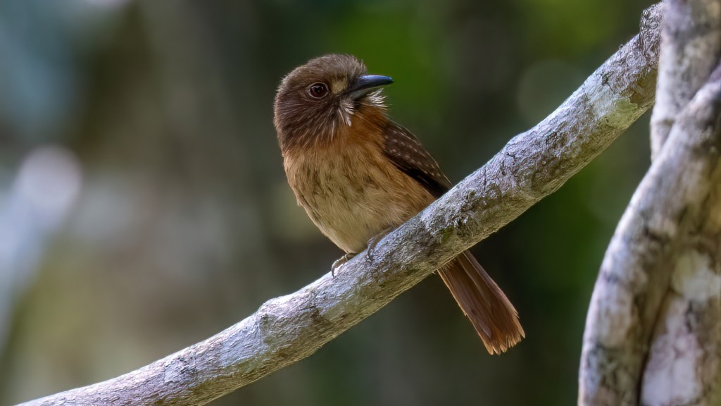 White-wiskered Puffbird