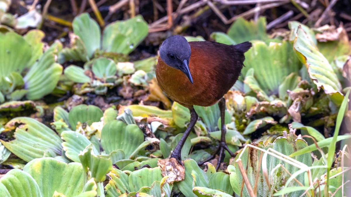 Ruddy Crake – Reflections of the Natural World