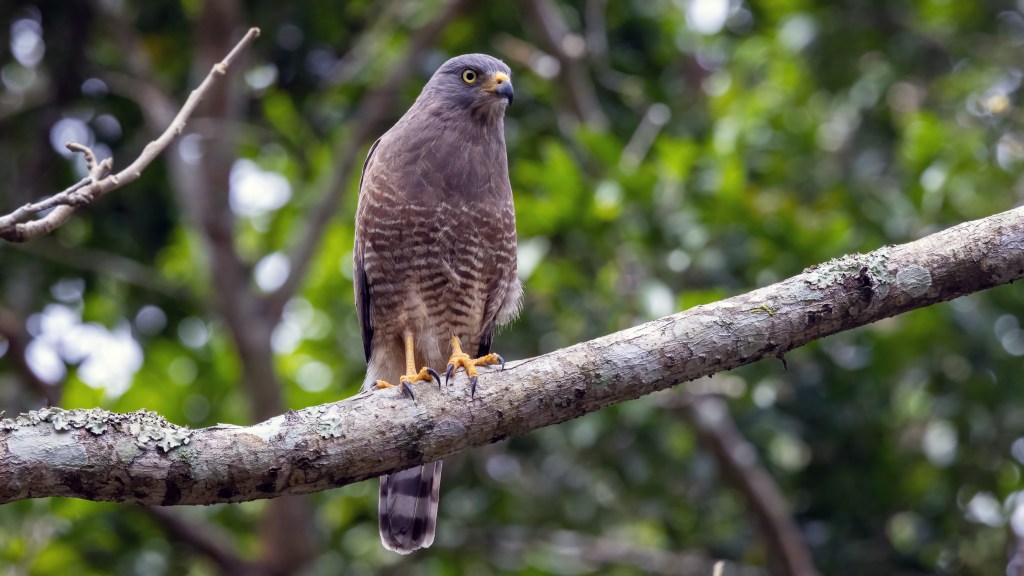 Roadside Hawk