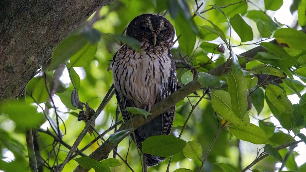 Mottled Owl