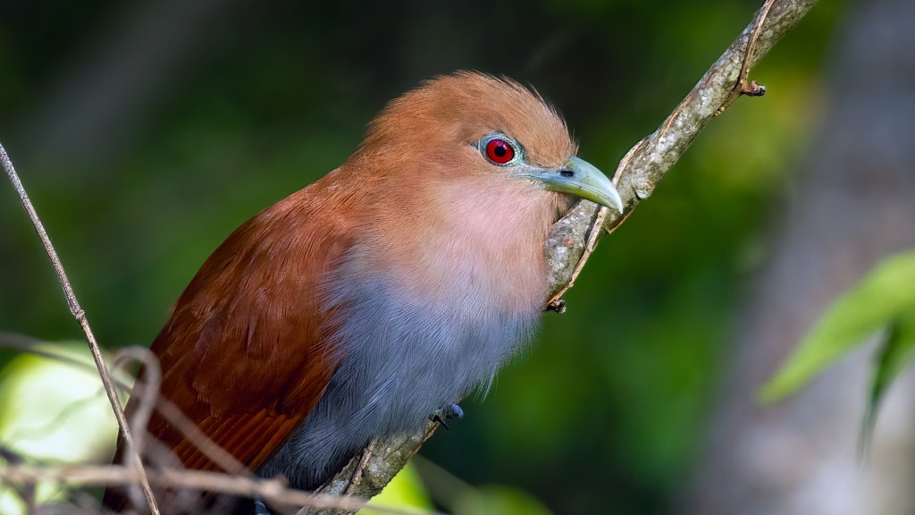 Squirrel Cuckoo