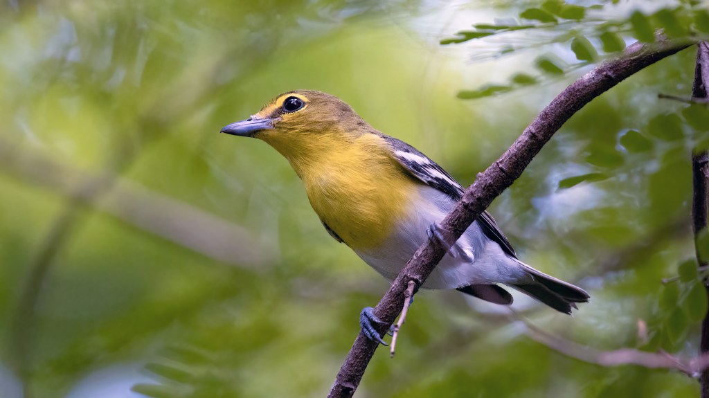 Yellow-throated Vireo