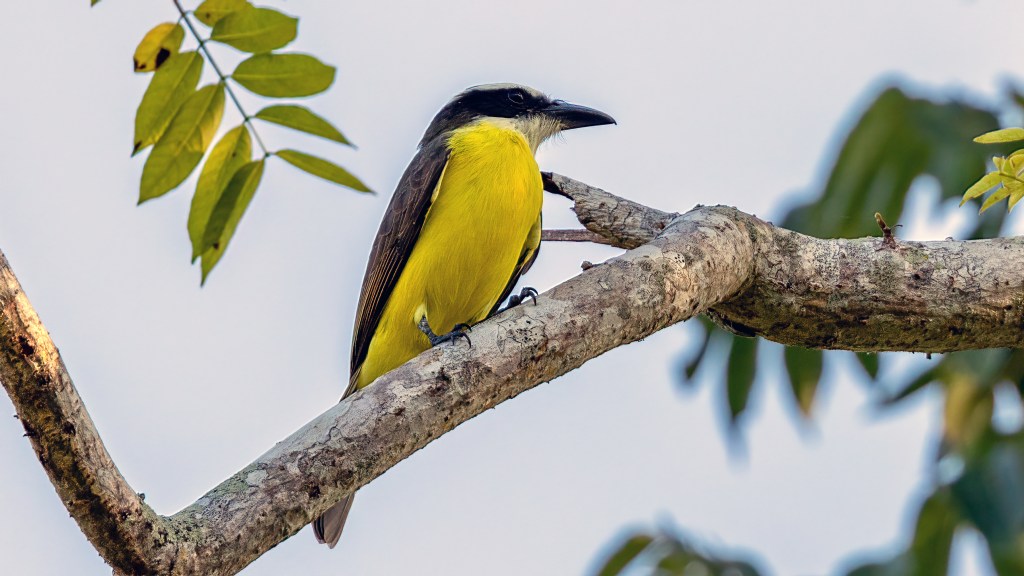 Boat-billed Flycatcher