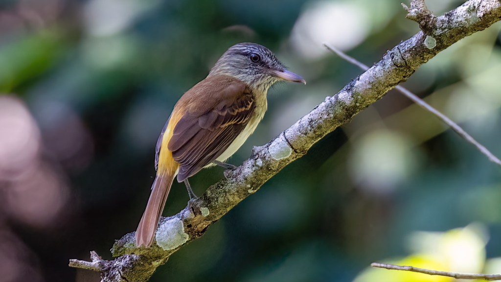 Bright-rumped Attila