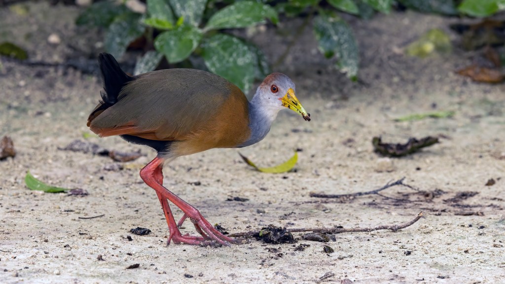 Russet-naped Wood-Rail
