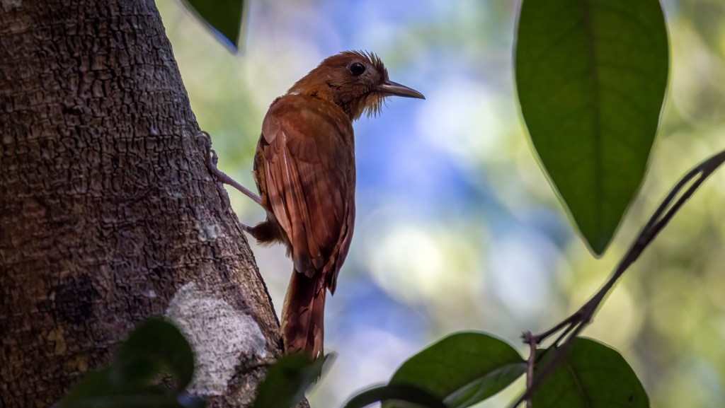 Ruddy Woodcreeper