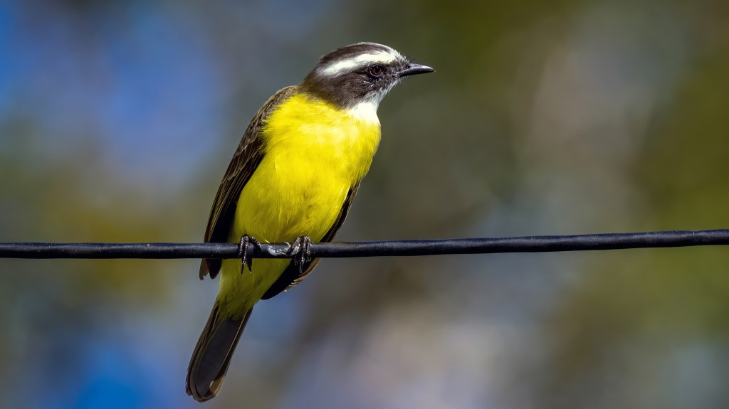 Social Flycatcher