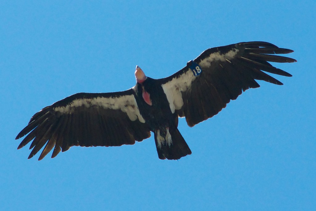 California Condors Visit Stanislaus&nbsp;County