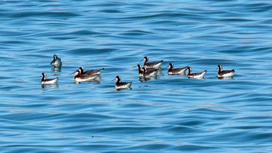 Common Valley Phalaropes