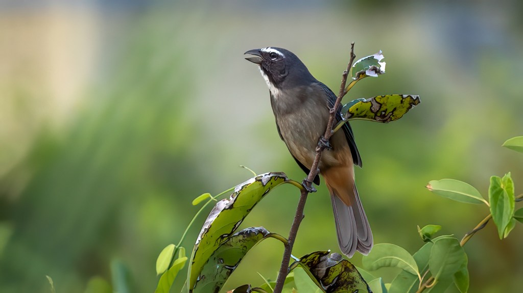 Cinnamon-bellied Saltator