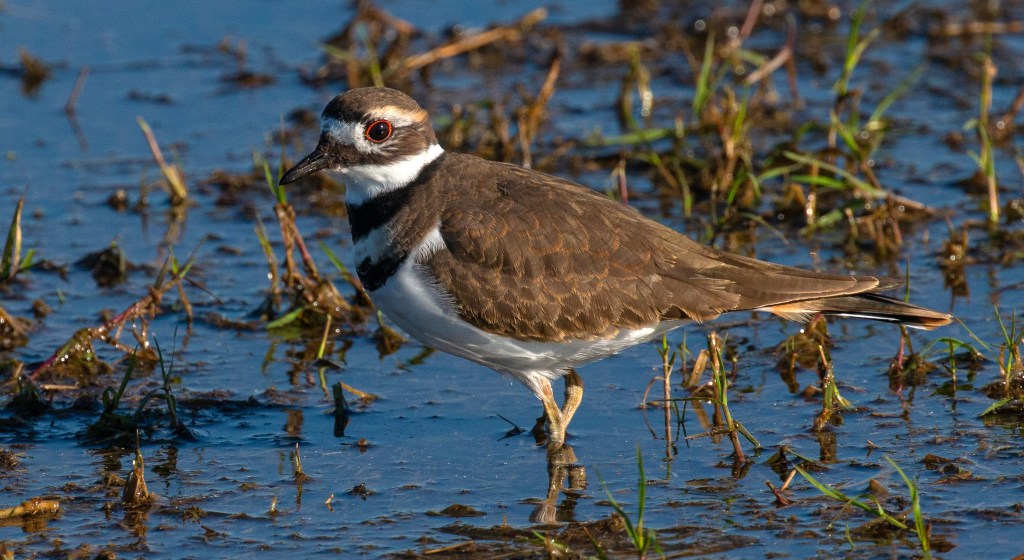 Killdeer (SIERRA)