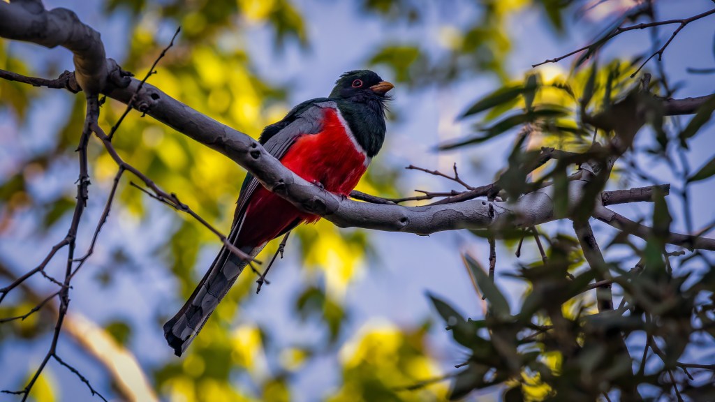 Elegant Trogon