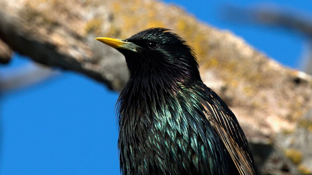 Naturalized Immigrants