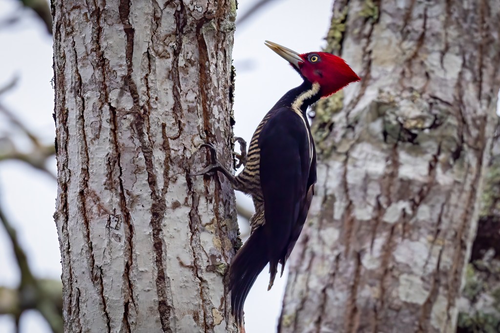 Pale-billed Woodpecker