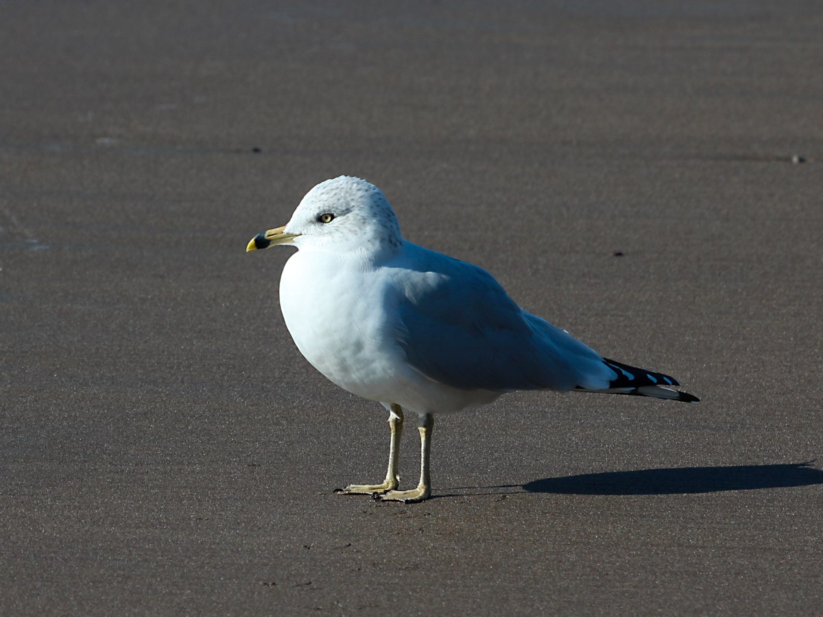 Ring-billed Gull