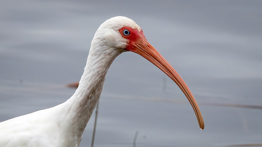 White Ibis