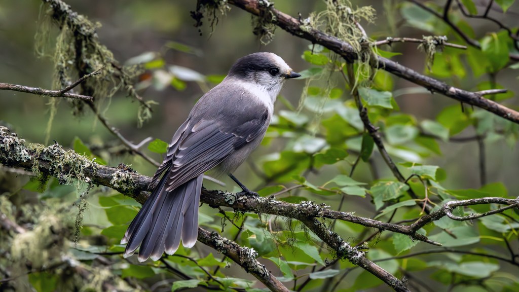 Canada Jay (SASK)