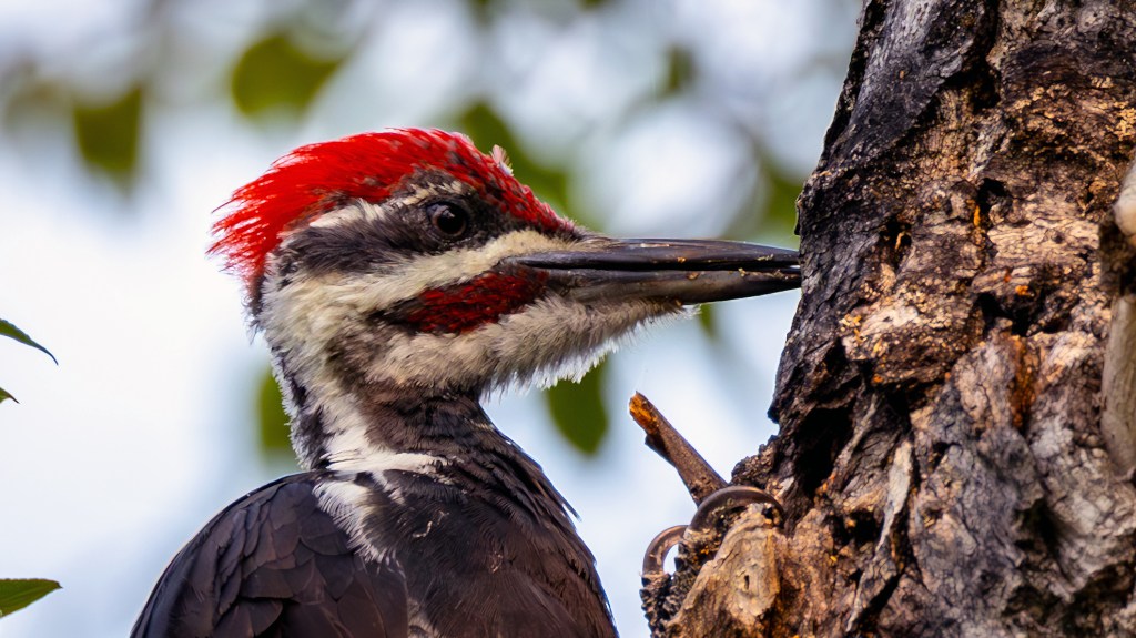 Pileated Woodpecker (Sierra)