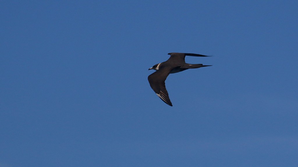 Parasitic Jaeger