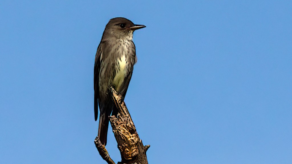 Olive-sided Flycatcher