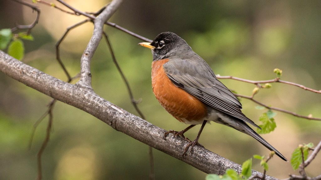 American Robin
