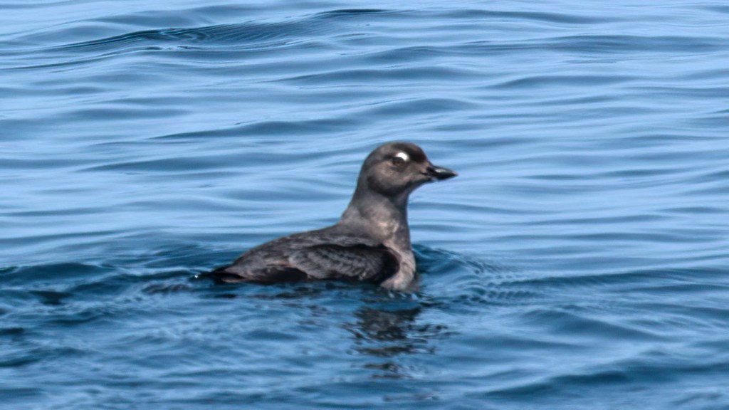 Cassin’s Auklet