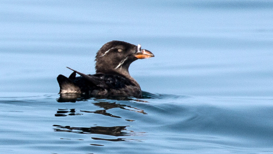 Rhinoceros Auklet