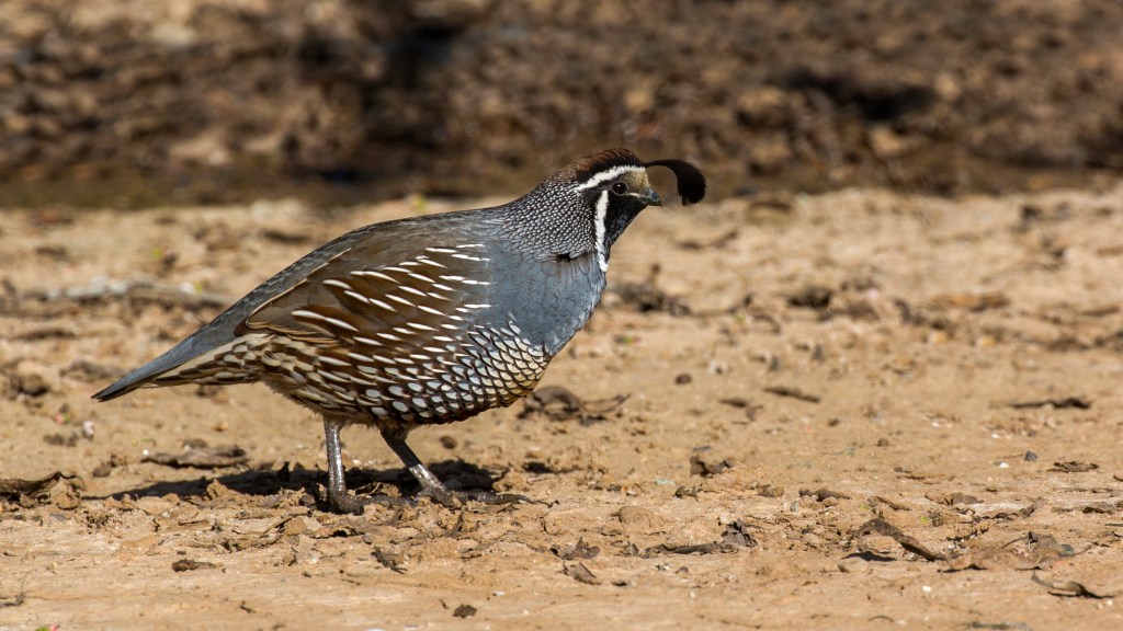 California Quail