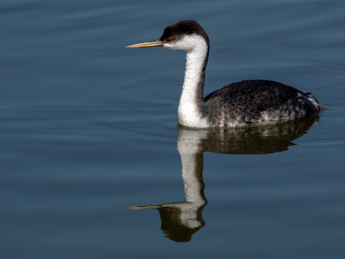 Western Grebe