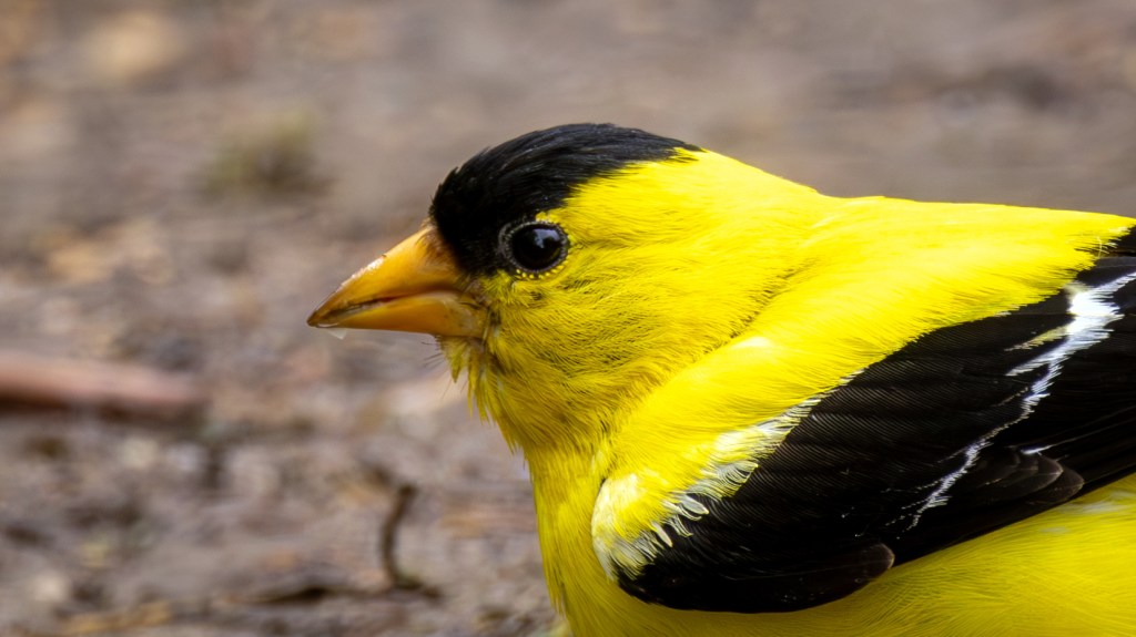 American Goldfinch (SASK)