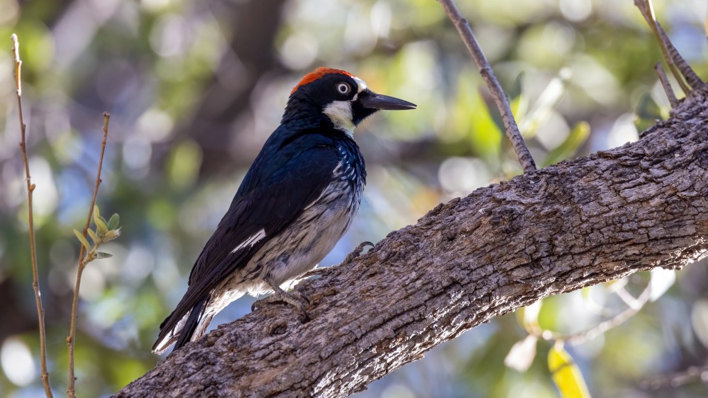 Acorn Woodpecker