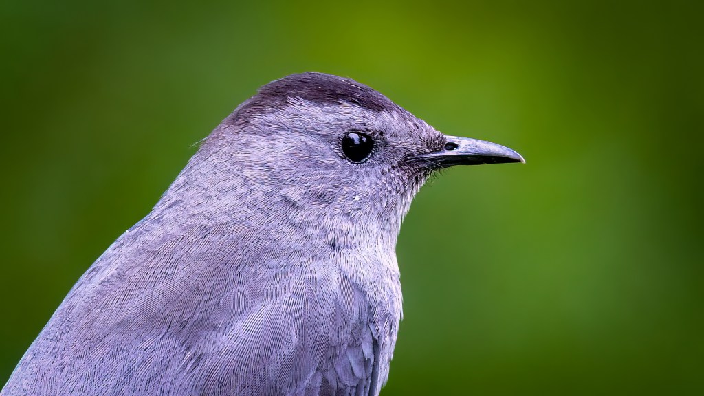 Gray Catbird (SASK)