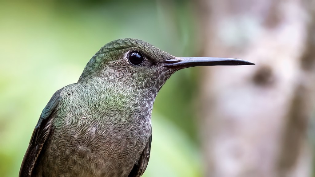 Scaly-breasted Hummingbird