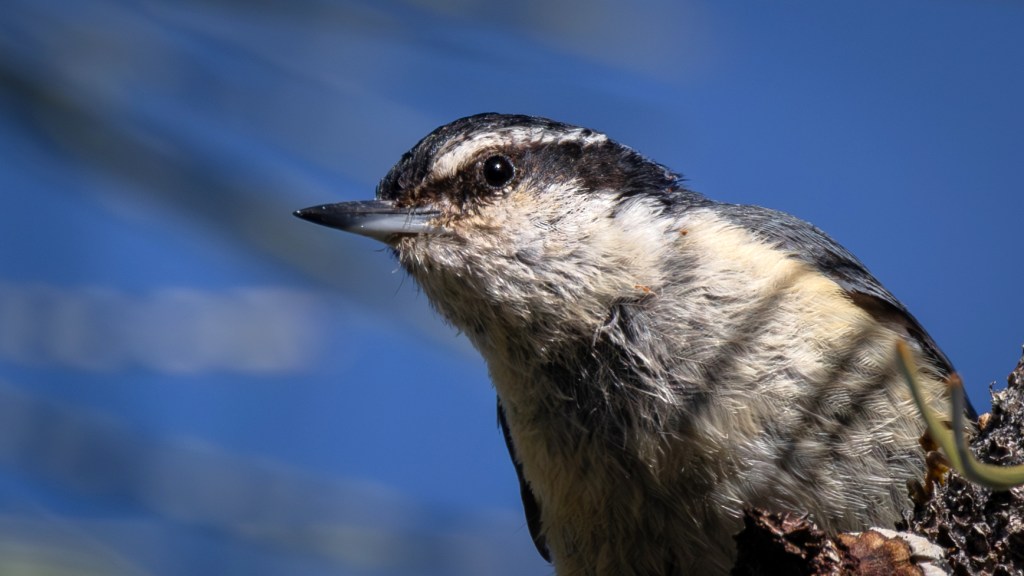 Red-breasted Nuthatch (SASK)