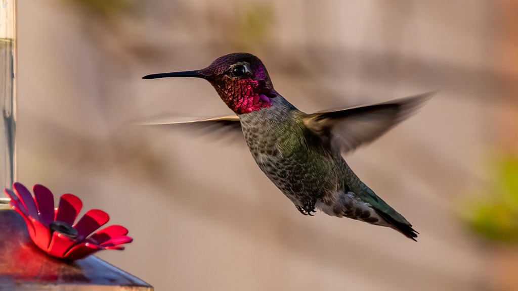 Anna’s Hummingbird