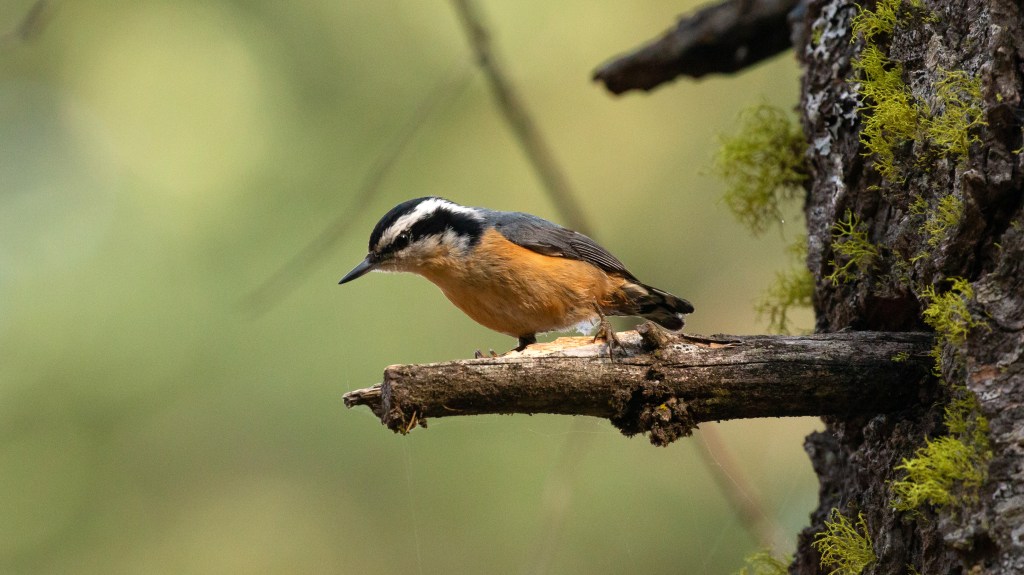 Red-breasted Nuthatch